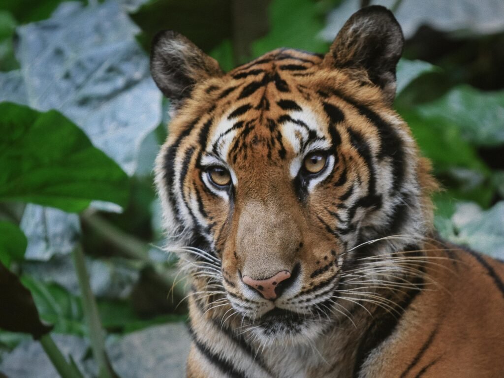 Vista frontal de la cabeza de un animal asiático