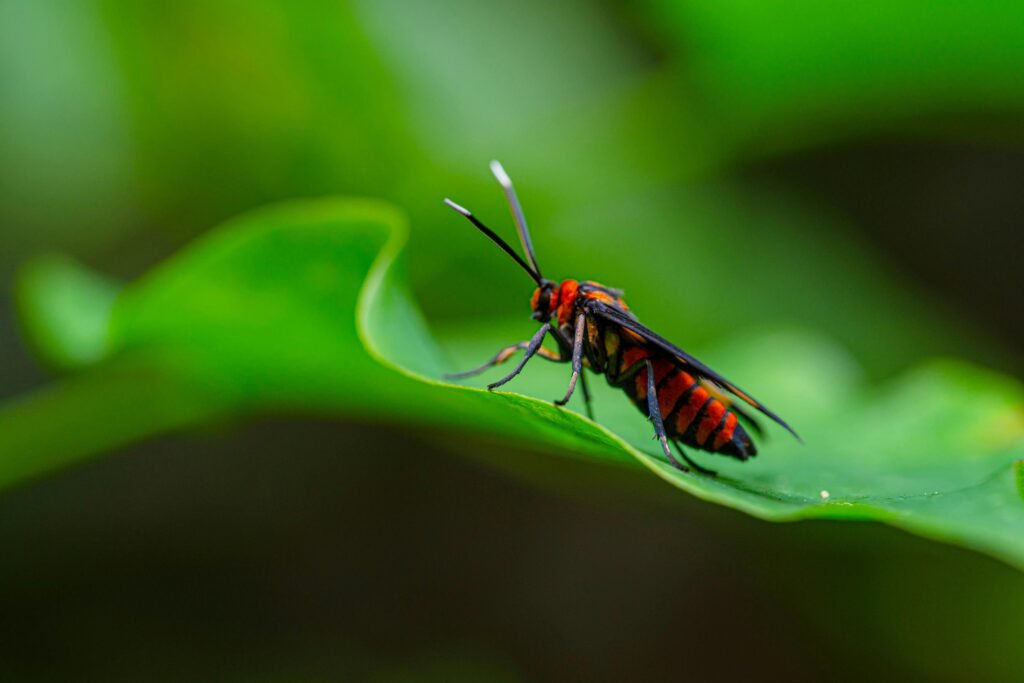 Vista lateral de un insecto asiático rojo y negro posado en una hoja