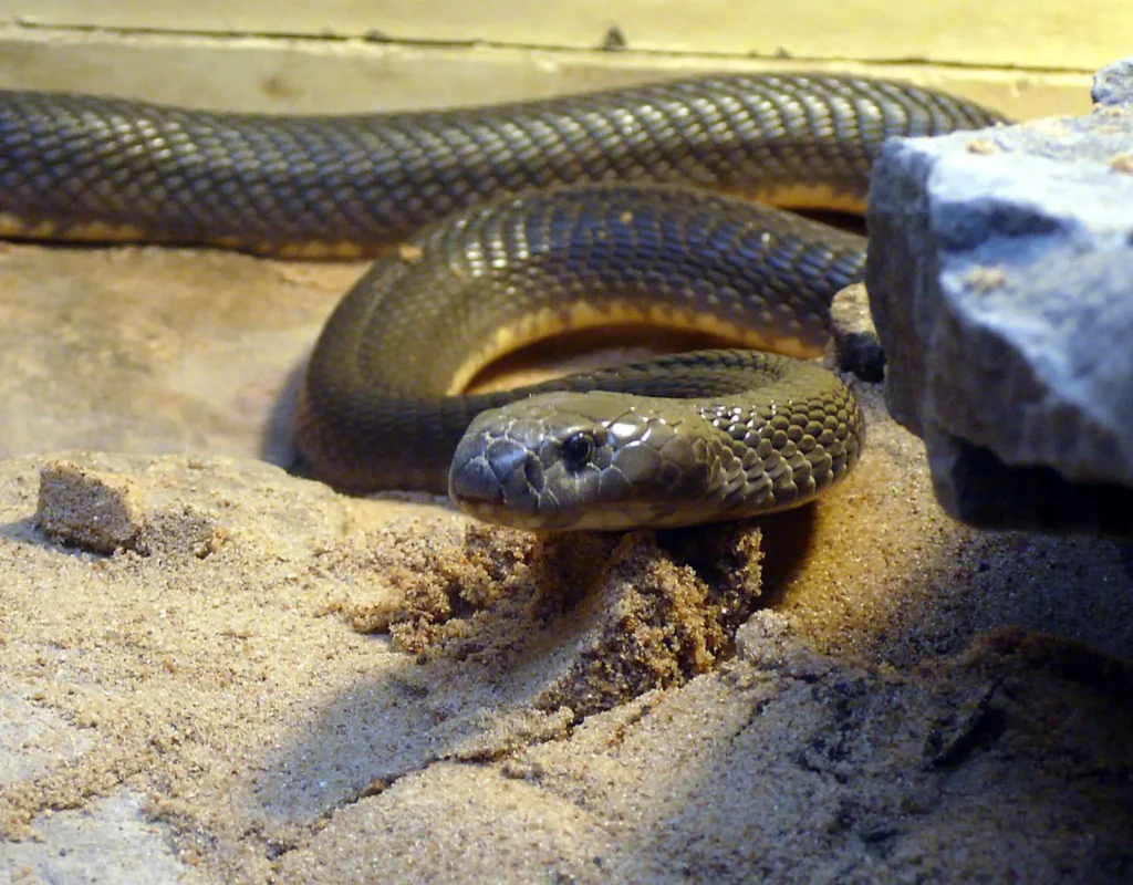 Vista frontal de un reptil asiático sobre la arena