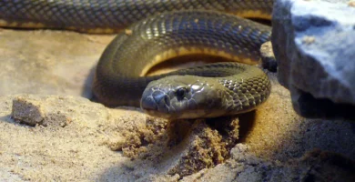 Vista frontal de un reptil asiático sobre la arena