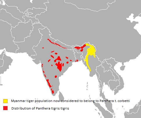 Mapa gris que muestra la distribución del  panthera tigris tigris en Asia