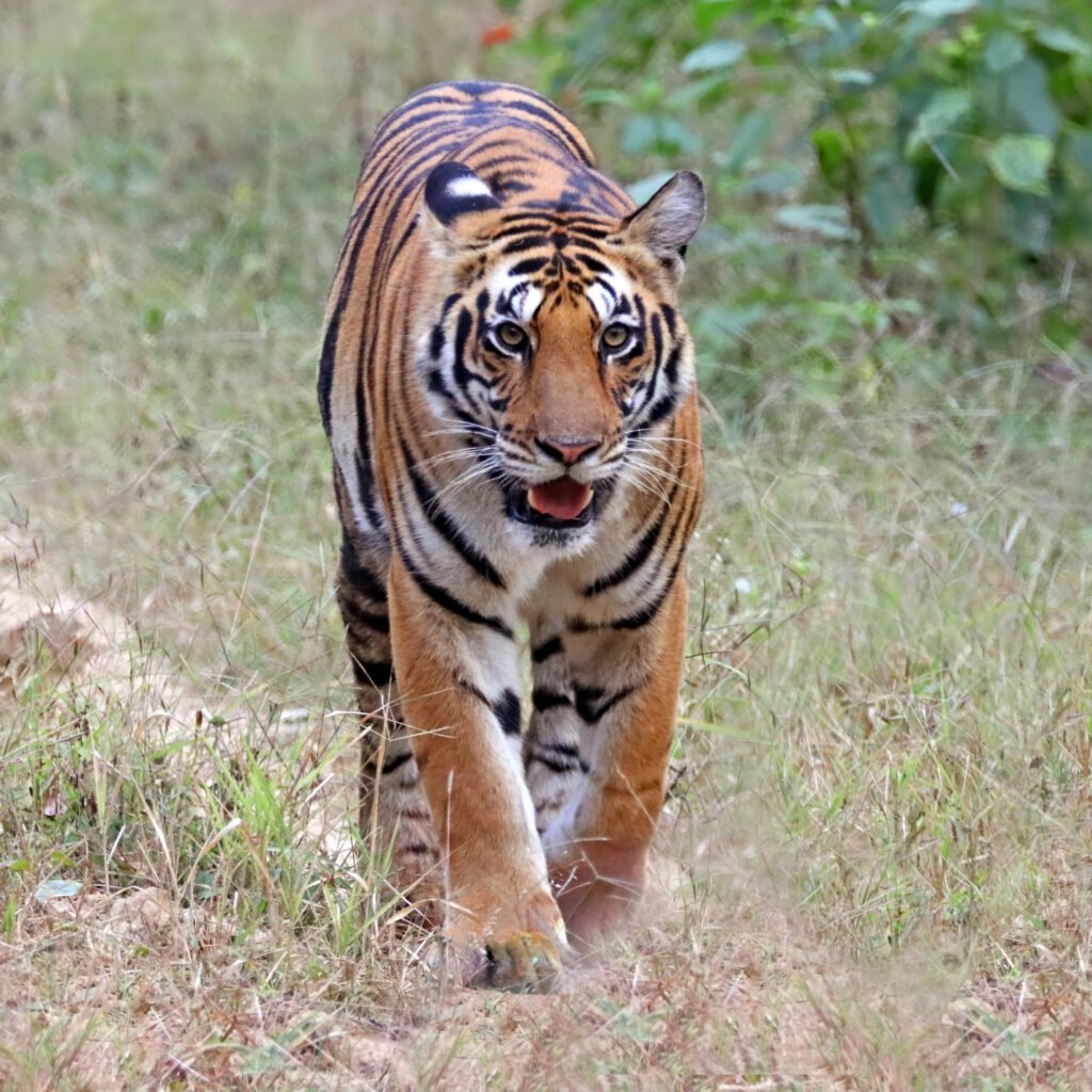 Vista frontal de una hembra de tigre de Bengala en su hábitat natural