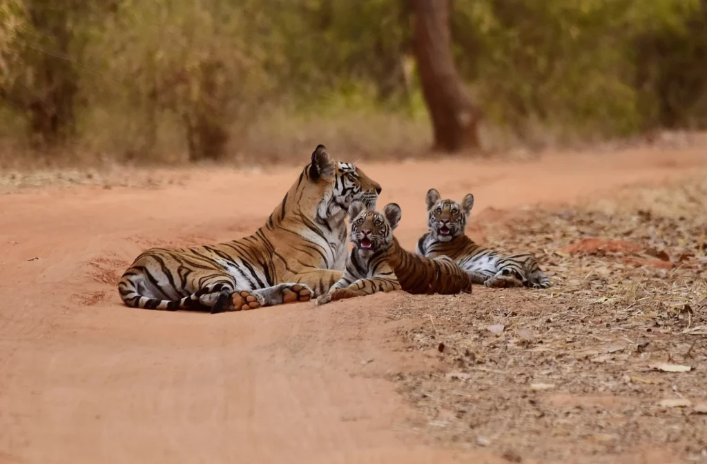 Vista lejana de una madre de tigre de Bengala con sus cachorros 