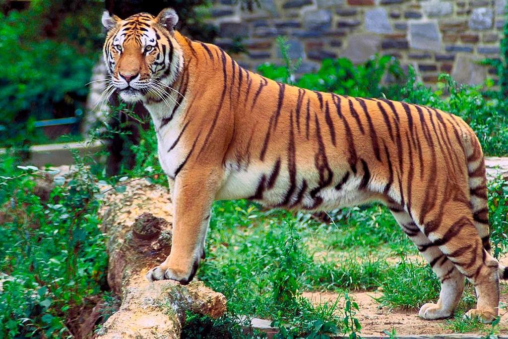 Vista lateral de cuerpo entero del Panthera Tigris Tigris apoyado en sus patas delanteras en un tronco