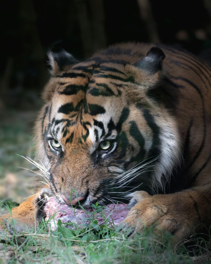 Vista frontal de la cabeza del tigre de Bengala mientras come un trozo de carne