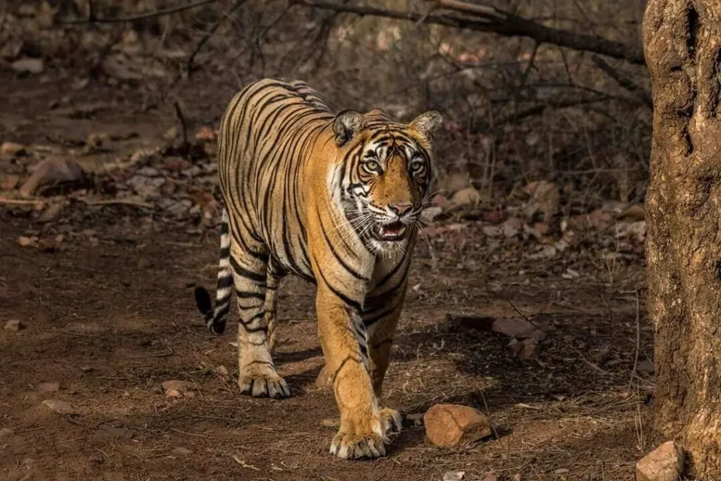 Vista frontal lejana de un tigre de Bengala indio en su hábitat natural