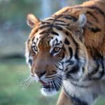 Primer plano lateral de la cabeza del tigre de Bengala real