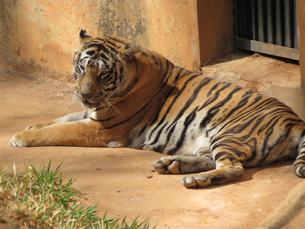 Vista lateral lejana de una tigre real de acostado al sol en un recinto cerrado