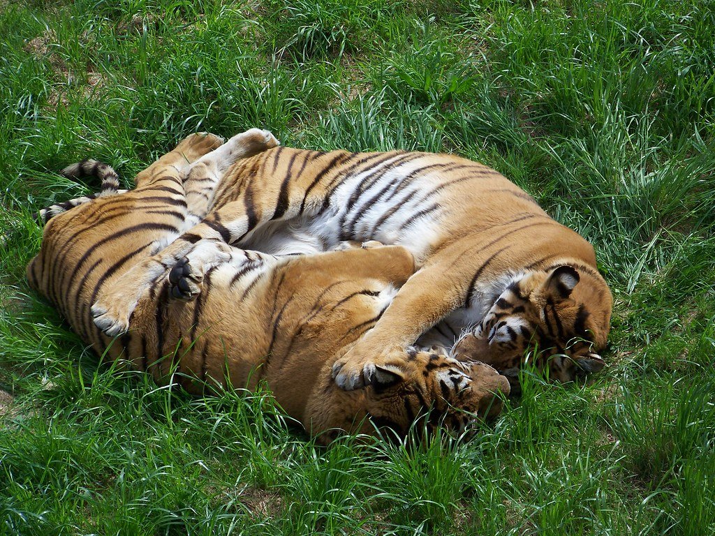 Pareja de tigres de Bengala que se abrazan sobre el césped