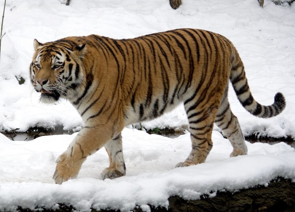Vista de perfil de cuerpo entero del panthera tigris altaica caminando sobre la nieve