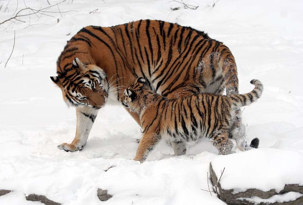 Vista de perfil de una madre de tigre de Amur que se gira para mirar a su cría a su izquierda