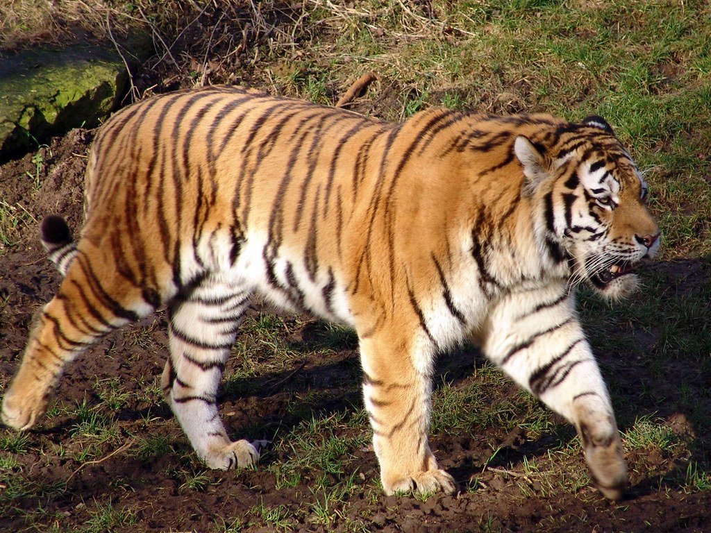 Vista de perfil de cuerpo entero del tigre del Caspio