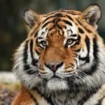 Vista frontal de la cabeza de un tigre siberiano