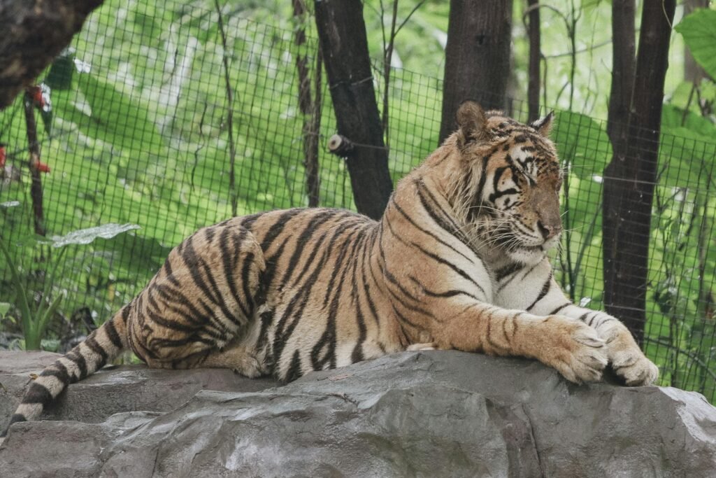 Vista de un tigre siberiano de Amur acostado en una roca en un pequeño recinto en cautividad
