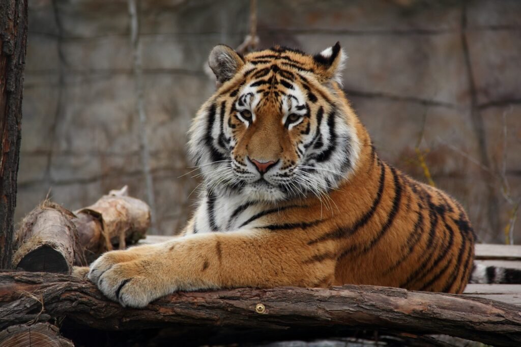 Vista frontal de un tigre siberiano del Caspio en un recinto de un zoo