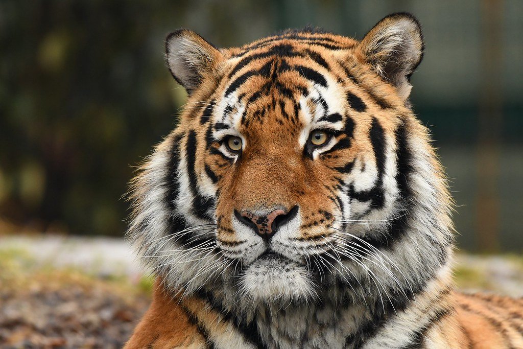 Vista frontal de la cabeza de un tigre siberiano