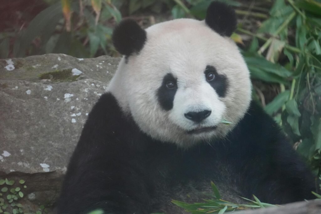 Vista frontal de un animal asiático que está en peligro de extinción