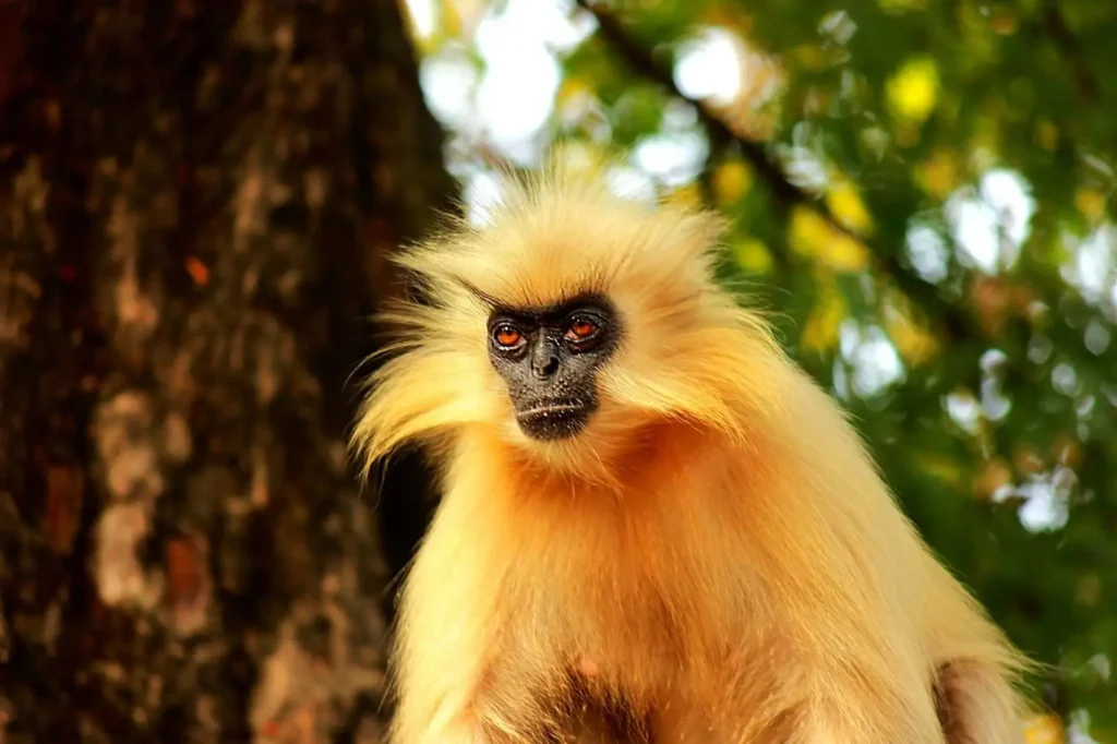 Vista frontal de un curioso animal asiático de color naranja