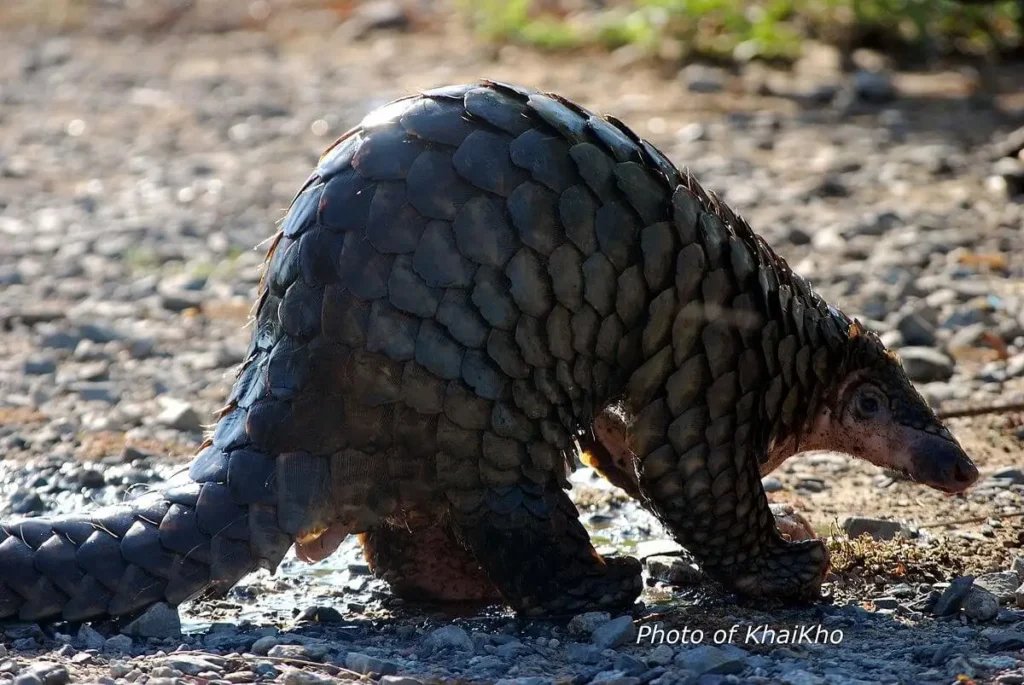 Vista lateral de un animal típico del sudeste asiático