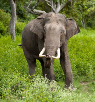 Vista frontal de un Elephas maximus en la vegetación