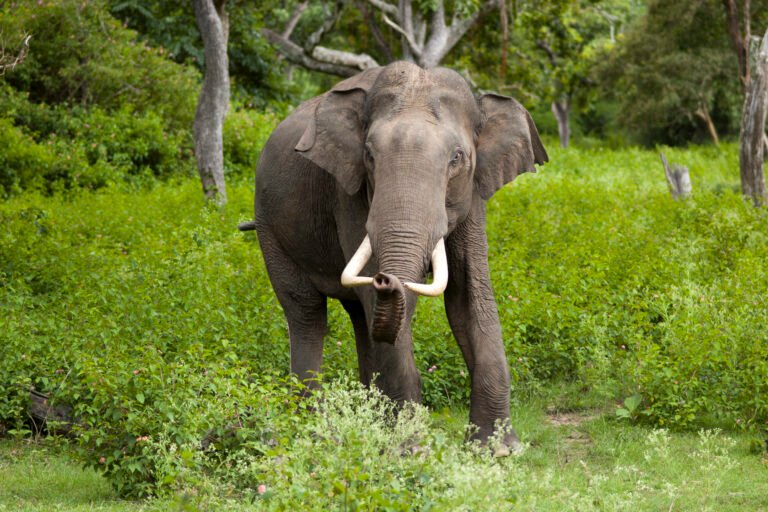 elefante-asi-tico-h-bitat-caracter-sticas-y-estado-de-conservaci-n