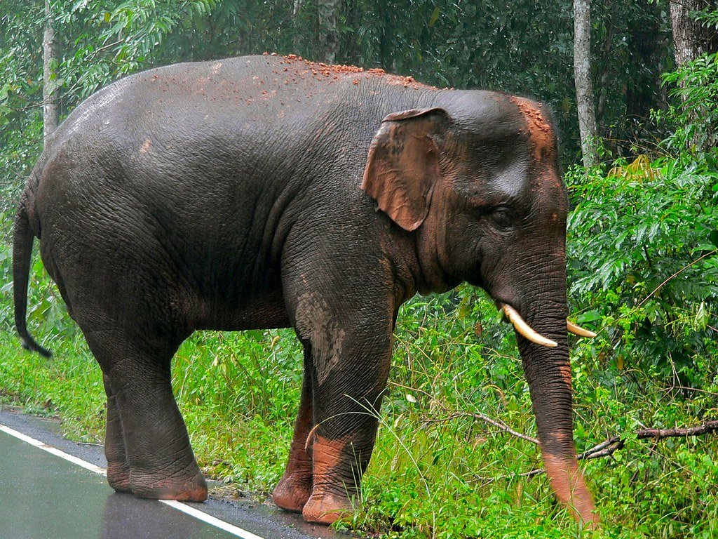 Vista lateral de un elefante asiático comiendo al lado de una carretera