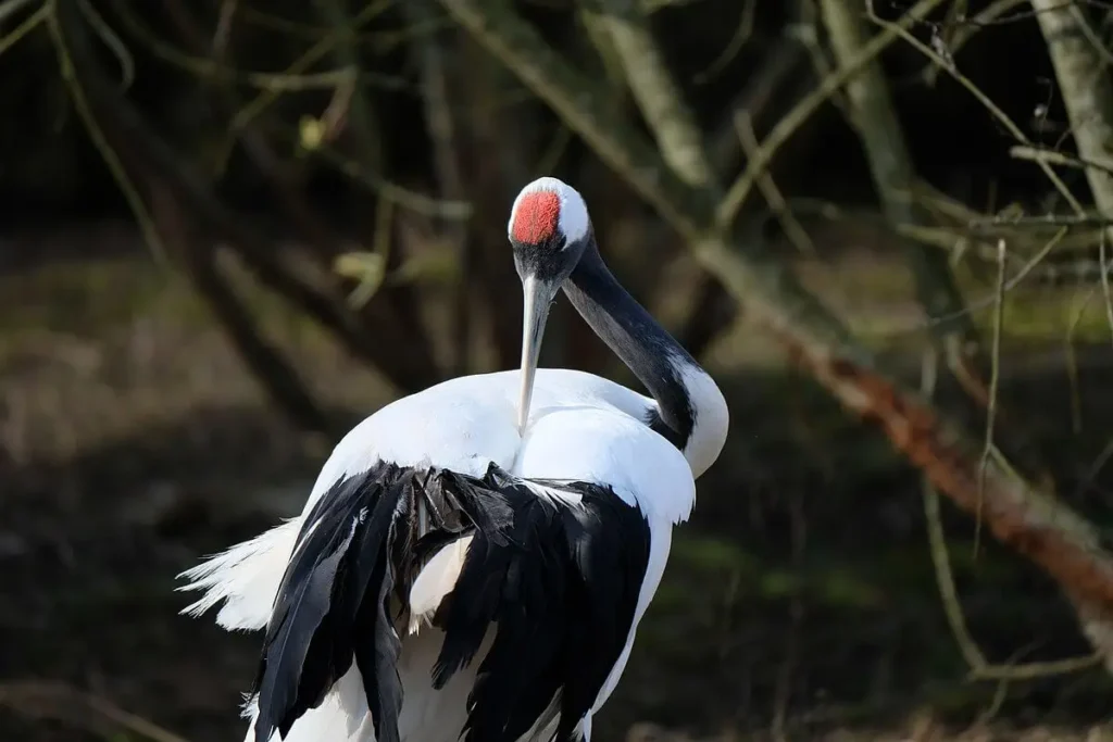 Vista frontal de un animal de Japón rascándose sus plumas con su hocico