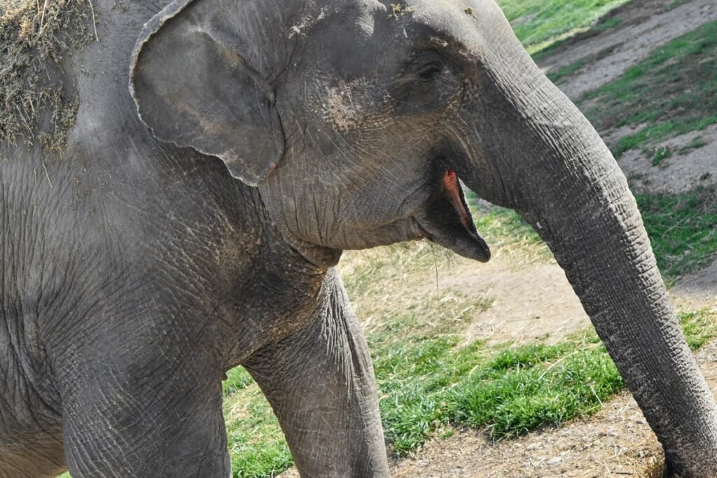 Vista lateral de un elefante asiático abriendo su boca