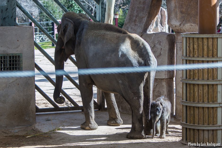 Vista trasera de un elefante asiático en cautividad