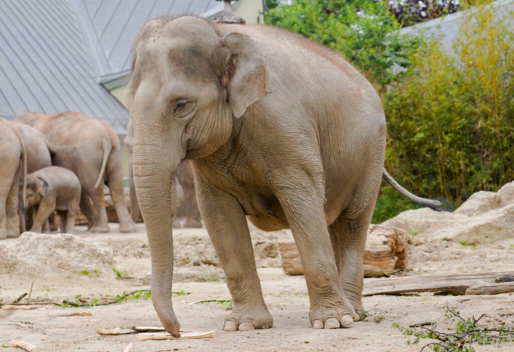 Vista frontal lateral de un elefante elephas maximus