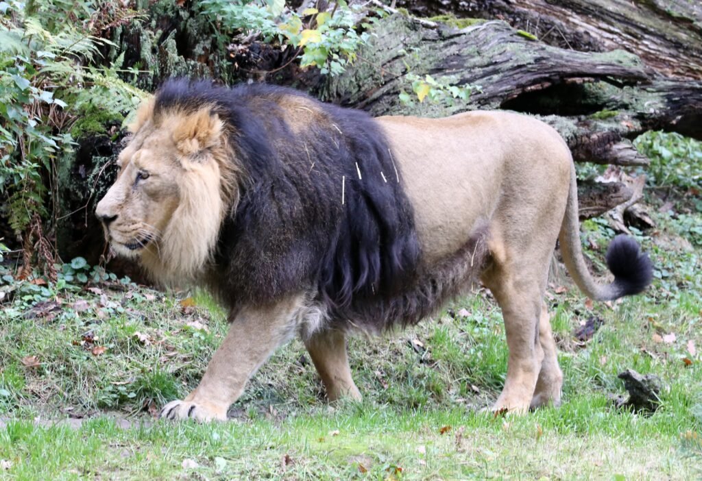 Vista lateral de un asiático león de cuerpo entero