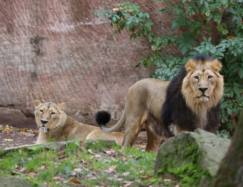 Vista frontal lejana de una pareja de leones asiáticos