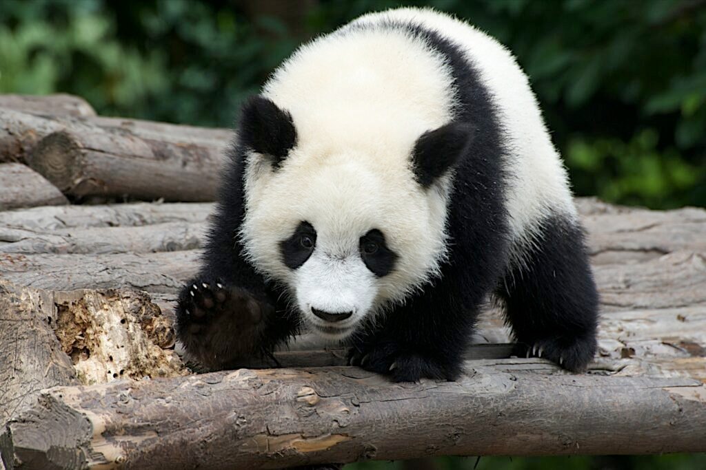 Vista frontal de un panda apoyado con sus cuatro patas