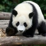 Vista frontal de un panda apoyado con sus cuatro patas
