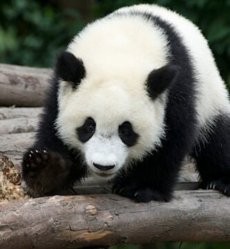 Vista frontal de un panda apoyado con sus cuatro patas