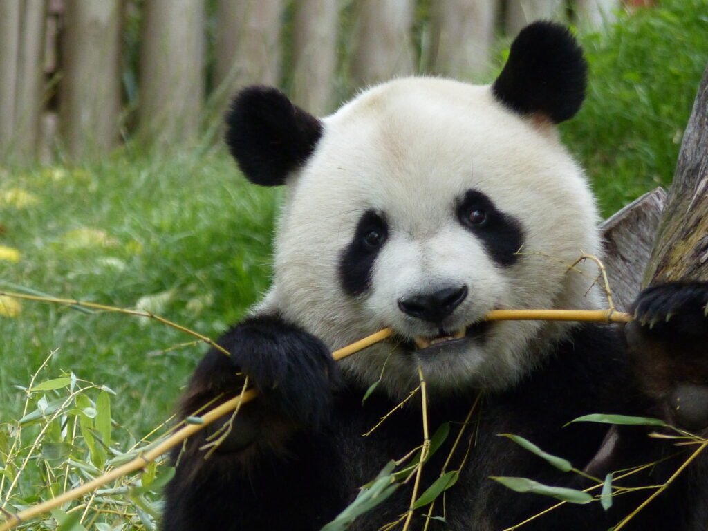 Vista frontal de un panda sentado comiendo una rama de bambú