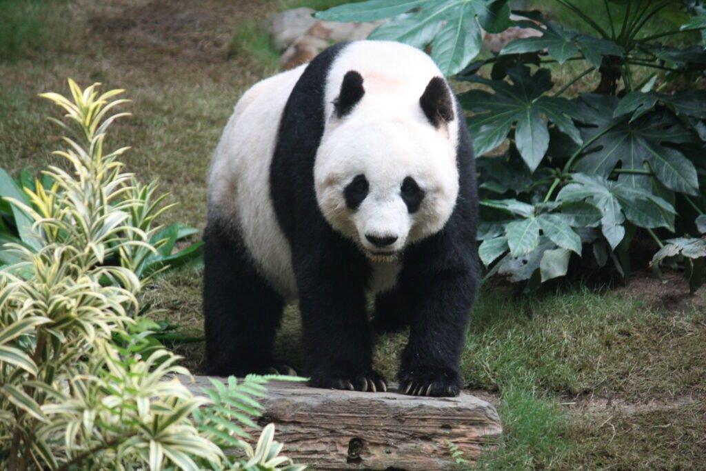 Vista frontal de un panda gigante sobre sus cuatro patas