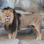 Vista lateral del panthera leo persica de cuerpo entero