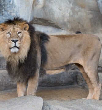 Vista lateral del panthera leo persica de cuerpo entero
